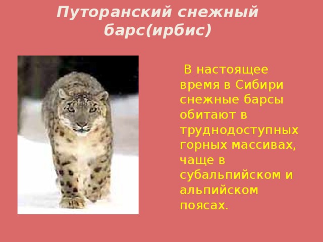 Путоранский снежный барс(ирбис)  В настоящее время в Сибири снежные барсы обитают в труднодоступных горных массивах, чаще в субальпийском и альпийском поясах.