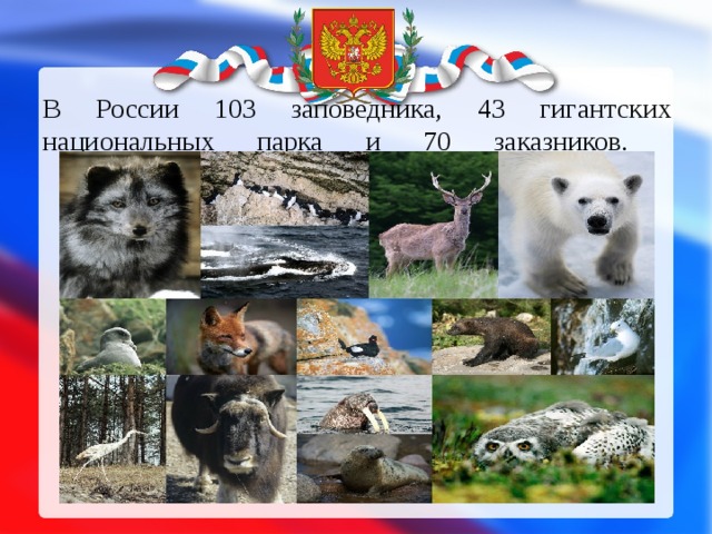 В России 103 заповедника, 43 гигантских национальных парка и 70 заказников.