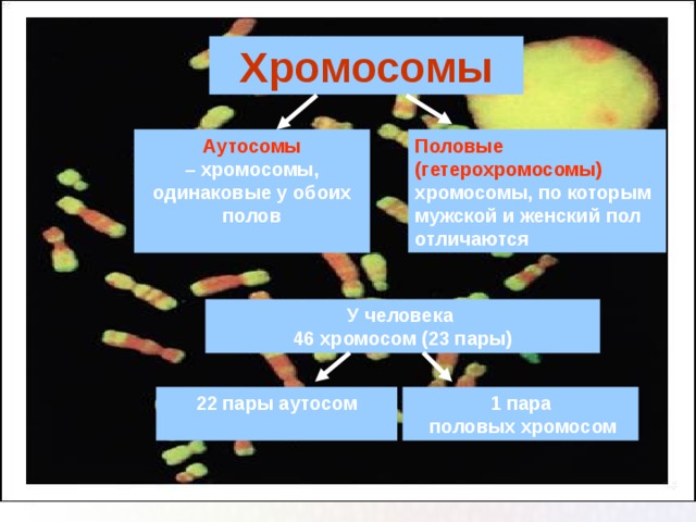 Хромосомы Аутосомы Половые (гетерохромосомы)  – хромосомы, хромосомы, по которым мужской и женский пол отличаются одинаковые у обоих полов  У человека 46 хромосом (23 пары) 22 пары аутосом  1 пара  половых хромосом