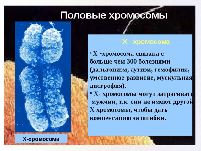 Половые хромосомы  Х - хромосома связана с больше чем 300 болезнями (дальтонизм, аутизм, гемофилия, умственное развитие, мускульная дистрофия).  Х- хромосомы могут затрагивать  мужчин, т.к. они не имеют другой Х хромосомы, чтобы дать компенсацию за ошибки. Х - хромосома Х-хромосома