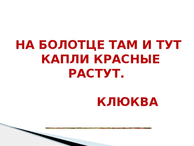 На болотце там и тут  Капли красные растут.   Клюква  . На болотце там и тут  Капли красные растут