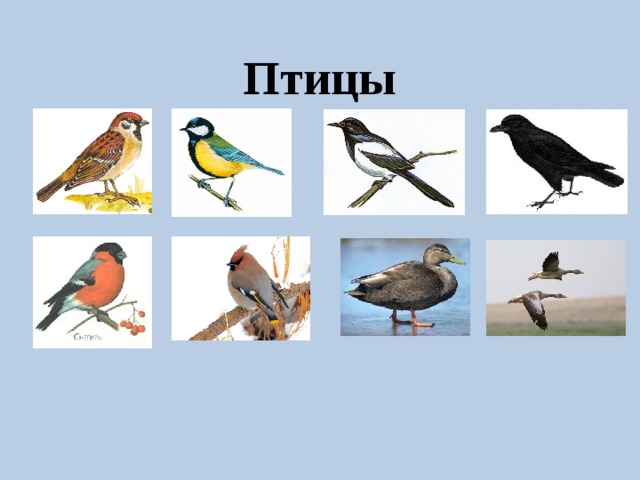 Птицы