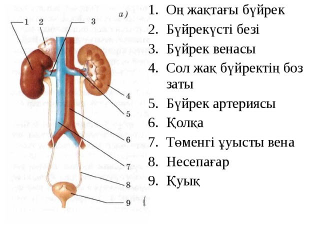 Оң жақтағы бүйрек Бүйрекүсті безі Бүйрек венасы Сол жақ бүйректің боз заты Бүйрек артериясы Қолқа Төменгі ұуысты вена Несепағар Қуық