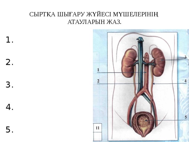 СЫРТҚА ШЫҒАРУ ЖҮЙЕСІ МҮШЕЛЕРІНІҢ  АТАУЛАРЫН ЖАЗ. 1. 2. 3. 4. 5.