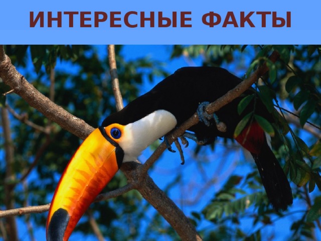 ИНТЕРЕСНЫЕ ФАКТЫ