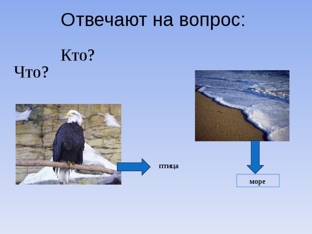 Отвечают на вопрос:  Кто? Что? птица  море