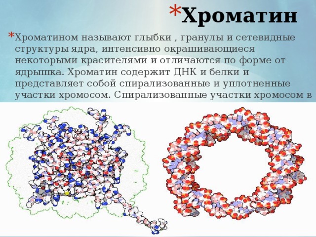 Хроматин Хроматином называют глыбки , гранулы и сетевидные структуры ядра, интенсивно окрашивающиеся некоторыми красителями и отличаются по форме от ядрышка. Хроматин содержит ДНК и белки и представляет собой спирализованные и уплотненные участки хромосом. Спирализованные участки хромосом в генетическом отношении неактивны.