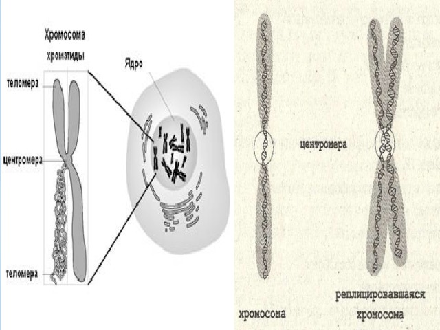В делящихся клетках все хромосомы сильно спирализуются, укорачиваются и приобретают компактные размеры и форму .Хромосомой называют самостоятельные ядерные структуры,имеющие плечи и первичную перетяжку .Форма хромосом зависит от положения так называемой первичной перетяжки, или центормеры,-области,к которой во время деления клетки прикрепляются нити веретена деления. Центромера делит хромосому на два плеча. Расположение центромеры определяет три основных типа хромосом: 1)равноплечие-с плечами равной или почти равной длинны; 2)неравноплечие-с плечами неравной длинны; 3)палочковидные - с одним длинным и вторым очень коротким, иногда с трудом обнаруживаемым плечом. Выделяются еще точечные хромосомы с очень короткими плечами. 1)равноплечие-с плечами равной или почти равной длинны; 2)неравноплечие-с плечами неравной длинны; 3)палочковидные - с одним длинным и вторым очень коротким, иногда с трудом обнаруживаемым плечом. Выделяются еще точечные хромосомы с очень короткими плечами.