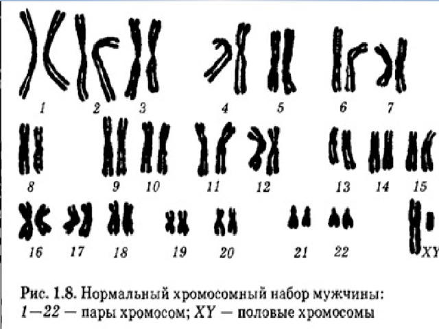 Совокупность количественных и качественных признаков хромосомного набора соматической клетки называют кариотипом . Хромосомный набор соматической клетки , в котором каждая хромосома имеет пару , носит название двойного или диплоидного и обозначается 2N.Количество ДНК, соответствующее диплоидному набору хромосом , обозначают 2C. Из каждой пары гомологичных хромосом в половые клетки попадает только одна, и поэтому хромосомный набор гамет называют одинарным или гаплоидным . Кариотип таких клеток обозначается 2n1c.