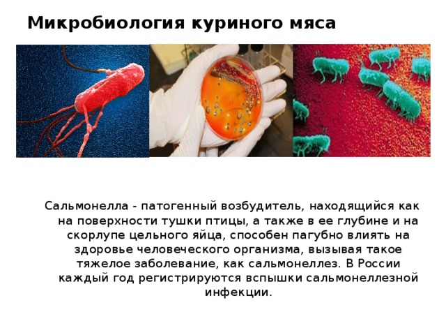 Микробиология куриного мяса  Сальмонелла - патогенный возбудитель, находящийся как на поверхности тушки птицы, а также в ее глубине и на скорлупе цельного яйца, способен пагубно влиять на здоровье человеческого организма, вызывая такое тяжелое заболевание, как сальмонеллез. В России каждый год регистрируются вспышки сальмонеллезной инфекции.