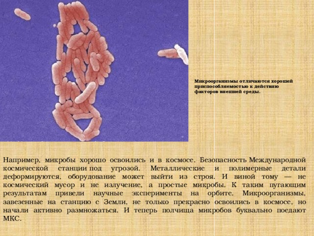 Микроорганизмы отличаются хорошей приспособляемостью к действию факторов внешней среды. Например, микробы хорошо освоились и в космосе. Безопасность Международной космической станции под угрозой. Металлические и полимерные детали деформируются, оборудование может выйти из строя. И виной тому — не космический мусор и не излучение, а простые микробы. К таким пугающим результатам привели научные эксперименты на орбите. Микроорганизмы, завезенные на станцию с Земли, не только прекрасно освоились в космосе, но начали активно размножаться. И теперь полчища микробов буквально поедают МКС.