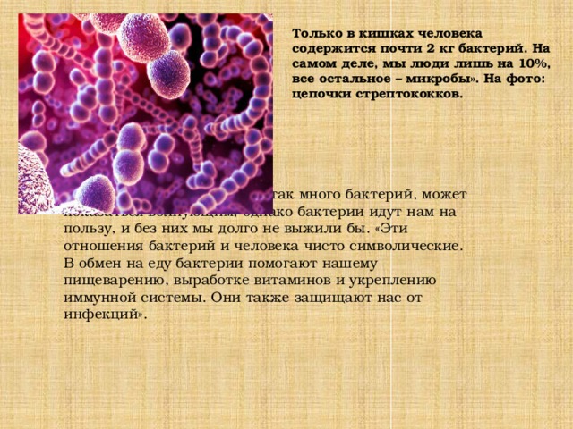 Только в кишках человека содержится почти 2 кг бактерий. На самом деле, мы люди лишь на 10%, все остальное – микробы». На фото: цепочки стрептококков. Тот факт, что в нашем теле так много бактерий, может показаться волнующим, однако бактерии идут нам на пользу, и без них мы долго не выжили бы. «Эти отношения бактерий и человека чисто символические. В обмен на еду бактерии помогают нашему пищеварению, выработке витаминов и укреплению иммунной системы. Они также защищают нас от инфекций».