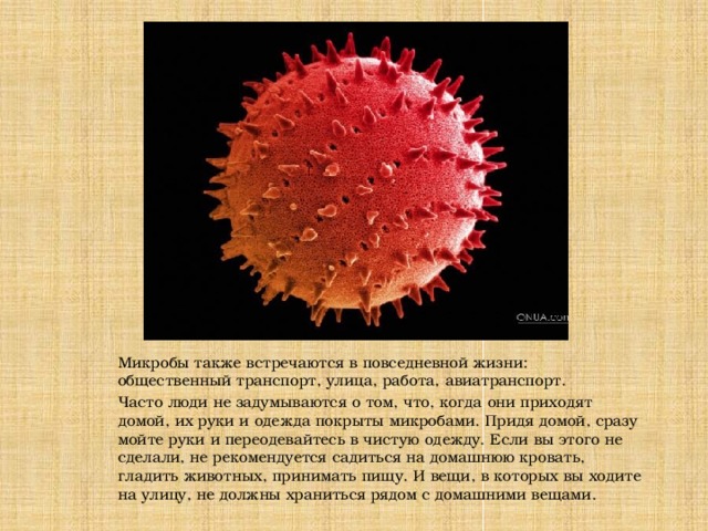 Микробы также встречаются в повседневной жизни: общественный транспорт, улица, работа, авиатранспорт. Часто люди не задумываются о том, что, когда они приходят домой, их руки и одежда покрыты микробами. Придя домой, сразу мойте руки и переодевайтесь в чистую одежду. Если вы этого не сделали, не рекомендуется садиться на домашнюю кровать, гладить животных, принимать пищу. И вещи, в которых вы ходите на улицу, не должны храниться рядом с домашними вещами.