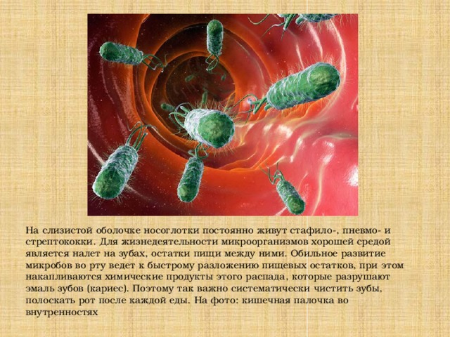 На слизистой оболочке носоглотки постоянно живут стафило-, пневмо- и стрептококки. Для жизнедеятельности микроорганизмов хорошей средой является налет на зубах, остатки пищи между ними. Обильное развитие микробов во рту ведет к быстрому разложению пищевых остатков, при этом накапливаются химические продукты этого распада, которые разрушают эмаль зубов (кариес). Поэтому так важно систематически чистить зубы, полоскать рот после каждой еды. На фото: кишечная палочка во внутренностях