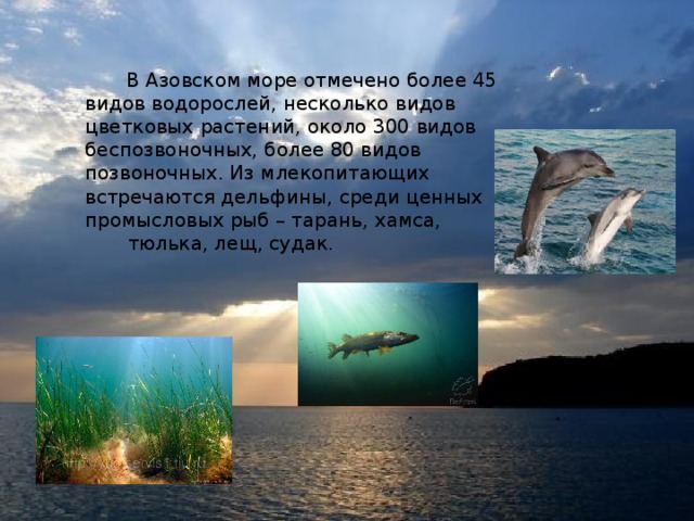 В Азовском море отмечено более 45 видов водорослей, несколько видов цветковых растений, около 300 видов беспозвоночных, более 80 видов позвоночных. Из млекопитающих встречаются дельфины, среди ценных промысловых рыб – тарань, хамса, тюлька, лещ, судак.