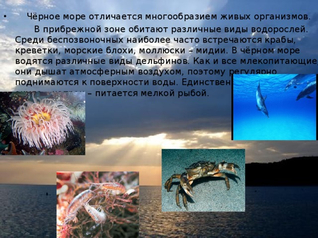 Чёрное море отличается многообразием живых организмов.