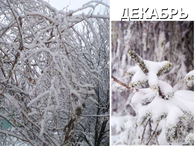 ЗИМА Вот наступило самое холодное время года – зима. Три зимних месяца -