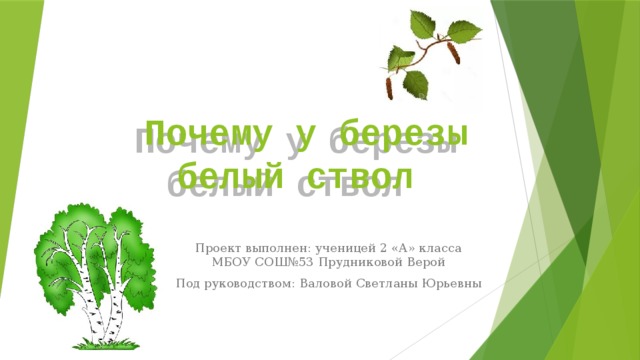 Почему у березы белый ствол   Проект выполнен: ученицей 2 «А» класса МБОУ СОШ№53 Прудниковой Верой Под руководством: Валовой Светланы Юрьевны