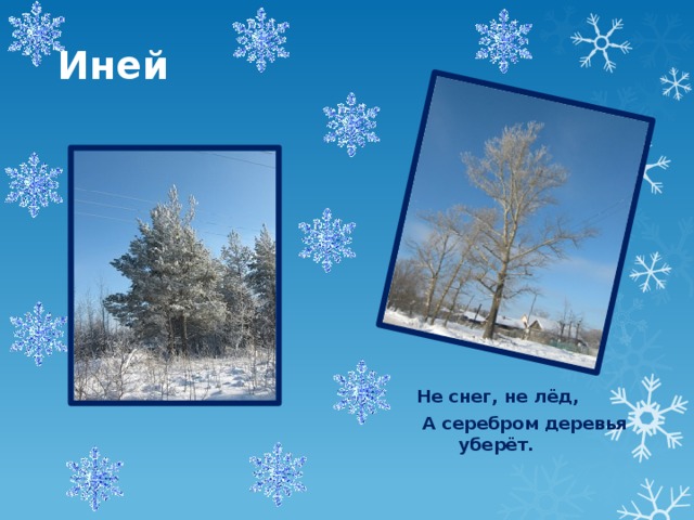 Иней Не снег, не лёд,  А серебром деревья уберёт.