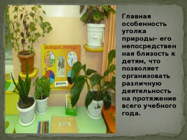 Главная особенность уголка природы– его непосредственная близость к детям, что позволяет организовать различную деятельность на протяжение всего учебного года.