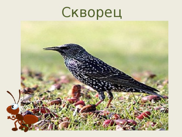 Скворец