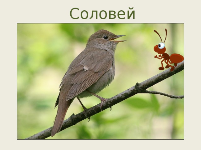 Соловей