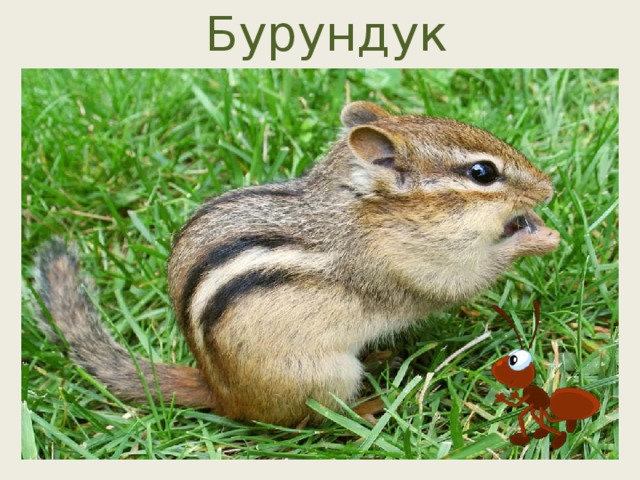 Бурундук