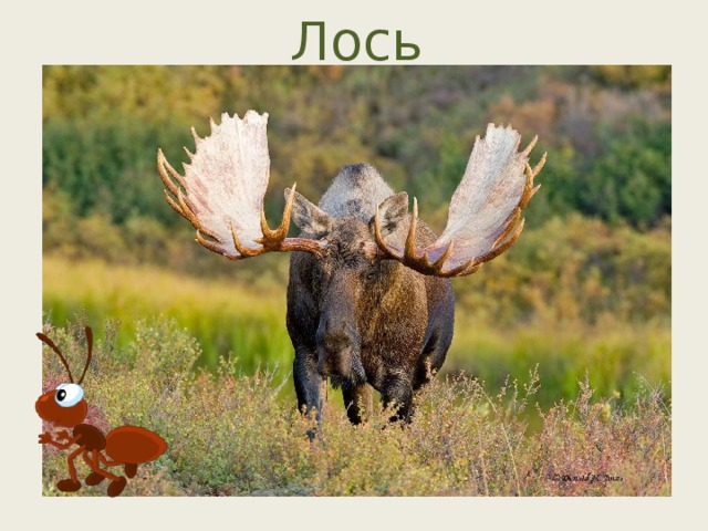 Лось