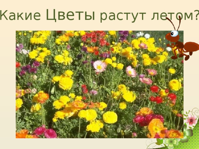 Какие Цветы растут летом?