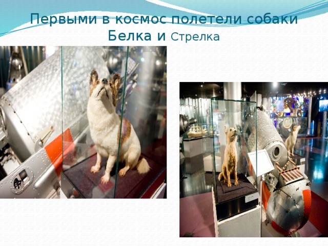 Первыми в космос полетели собаки Белка и Стрелка
