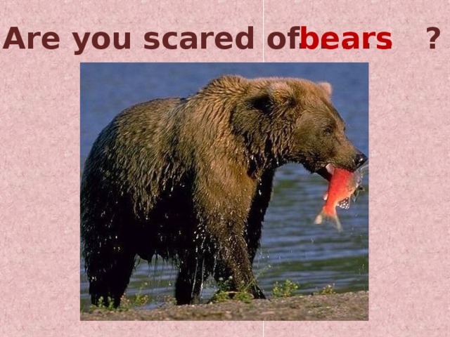 Are you scared of ? . . . . . bears