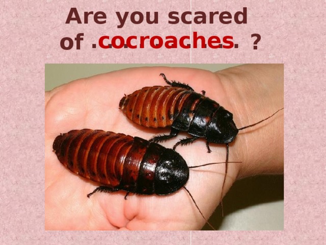Are you scared of ? . . . . . . . . . . cocroaches