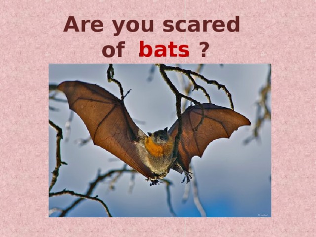 Are you scared of ? . . . . bats