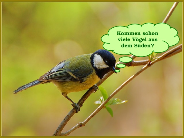 Kommen schon viele Vögel aus dem Süden?