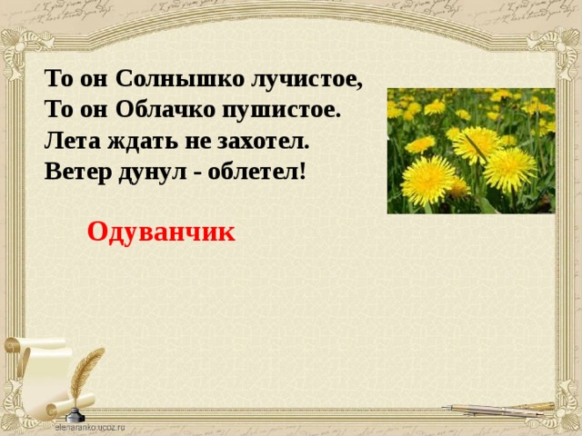 То он Солнышко лучистое,  То он Облачко пушистое.  Лета ждать не захотел.  Ветер дунул - облетел!  Одуванчик