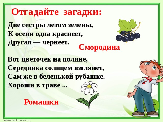 Отгадайте загадки: Две сестры летом зелены, К осени одна краснеет,  Другая — чернеет. Смородина Вот цветочек на поляне,  Серединка солнцем взглянет,  Сам же в беленькой рубашке.  Хороши в траве ... Ромашки