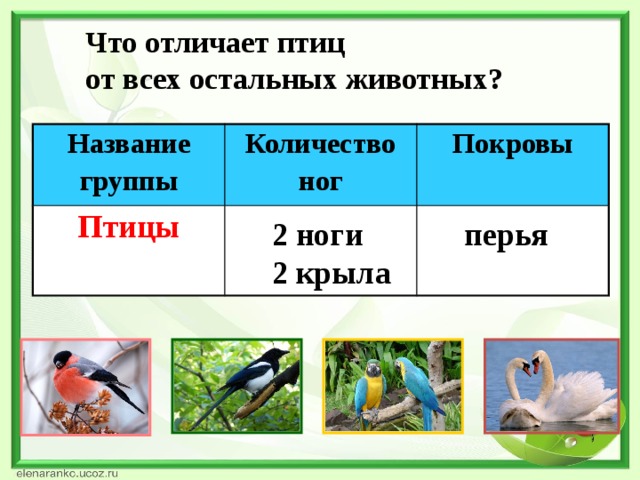 Названия групп птиц. Группа животных птицы. Отличие птицы от самолета. Какие группы птиц бывают. Чем отличается самолёт от птицы вопросы.