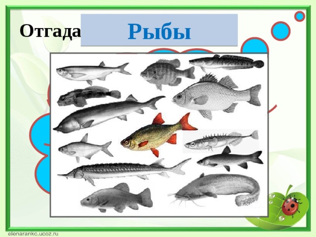 Отгадай загадку. Рыбы Плавают под мостиком И виляют хвостиком. По земле не ходят, Рот есть, да не говорят, Глаза есть — не мигают, Крылья есть — не летают.