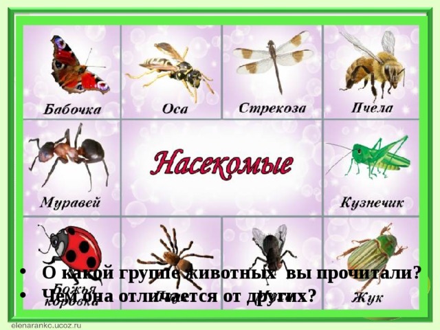 О какой группе животных вы прочитали? Чем она отличается от других?