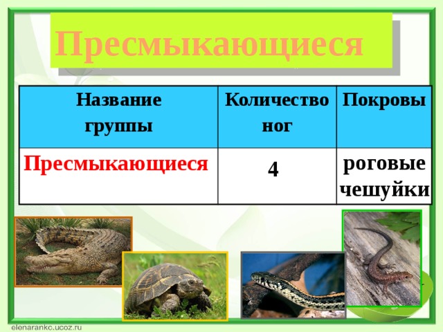 Пресмыкающиеся Название группы Количество Пресмыкающиеся ног Покровы роговые чешуйки 4