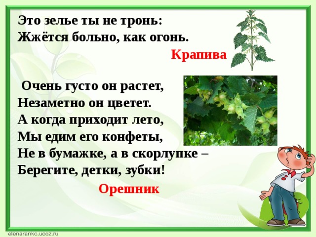 Это зелье ты не тронь:  Жжётся больно, как огонь. Крапива  Очень густо он растет, Незаметно он цветет. А когда приходит лето, Мы едим его конфеты, Не в бумажке, а в скорлупке – Берегите, детки, зубки!  Орешник