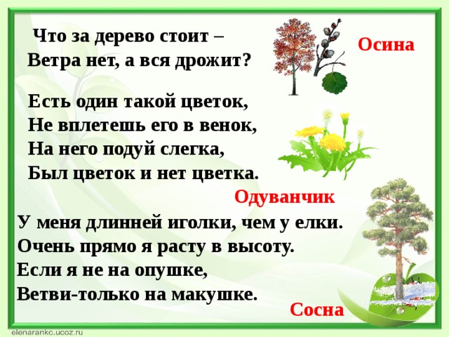 Что за дерево стоит – Ветра нет, а вся дрожит? Осина Есть один такой цветок,  Не вплетешь его в венок,  На него подуй слегка,  Был цветок и нет цветка. Одуванчик У меня длинней иголки, чем у елки.  Очень прямо я расту в высоту.  Если я не на опушке,  Ветви-только на макушке. Сосна