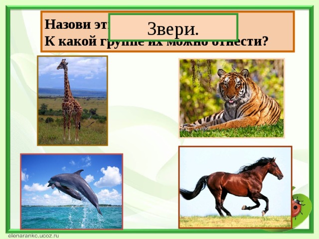 Назови этих животных.  К какой группе их можно отнести? Звери.