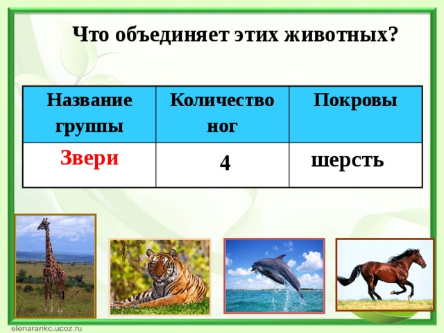 Что объединяет этих животных? Название группы Количество Звери ног Покровы шерсть 4