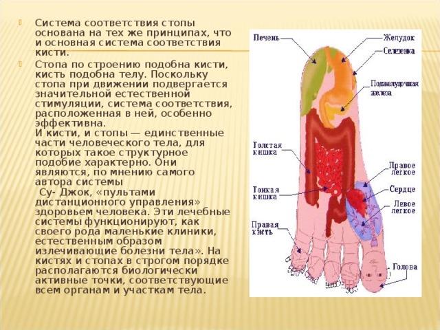 Система соответствия стопы основана на тех же принципах, что и основная система соответствия кисти.  Стопа по строению подобна кисти, кисть подобна телу. Поскольку стопа при движении подвергается значительной естественной стимуляции, система соответствия, расположенная в ней, особенно эффективна.  И кисти, и стопы — единственные части человеческого тела, для которых такое структурное подобие характерно. Они являются, по мнению самого автора системы