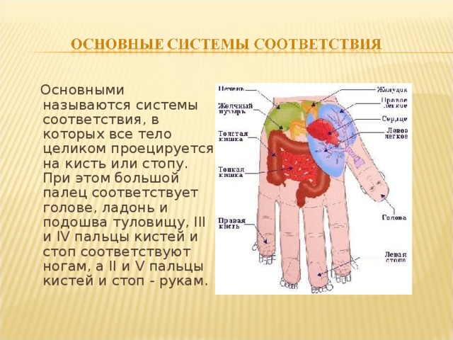 Основными называются системы соответствия, в которых все тело целиком проецируется на кисть или стопу. При этом большой палец соответствует голове, ладонь и подошва туловищу, III и IV пальцы кистей и стоп соответствуют ногам, а II и V пальцы кистей и стоп - рукам.