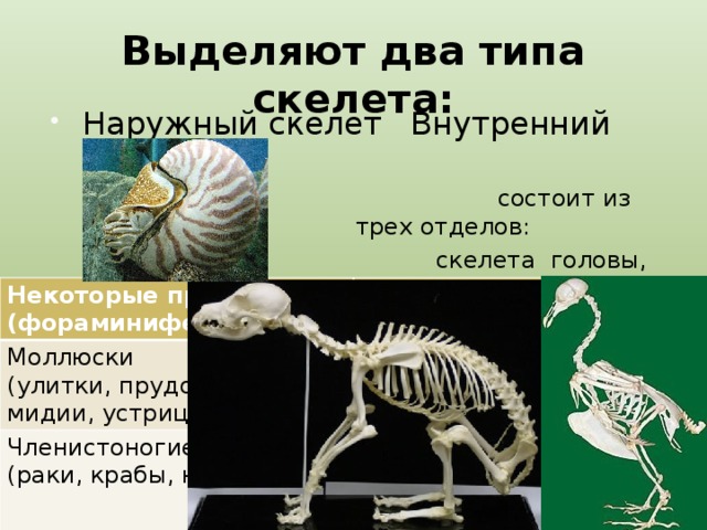 Выделяют два типа скелета: Наружный скелет  Внутренний скелет   состоит из трех отделов:  скелета головы,  скелета туловища,    скелета конечностей Некоторые простейшие Моллюски (фораминиферы) Некоторые простейшие Членистоногие (улитки, прудовики, мидии, устрицы) Головоногие моллюски (радиолярии) (раки, крабы, насекомые) Позвоночные (осьминог, каракатица) (рыбы, амфибии, рептилии, птицы, млекопитающие)