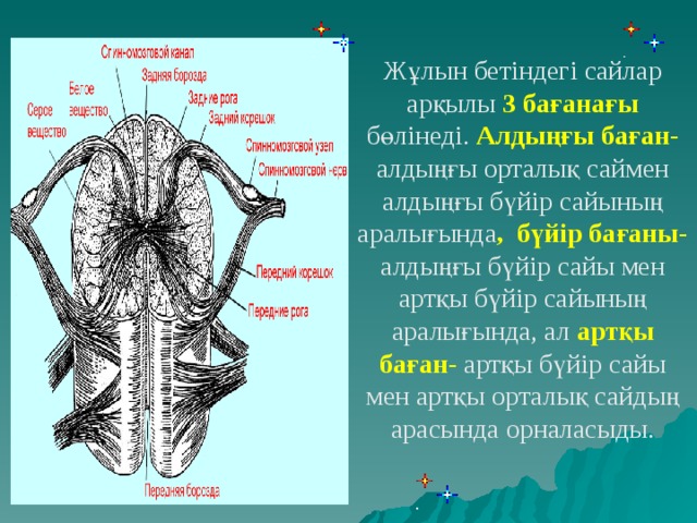 Жұлын бетіндегі сайлар арқылы 3 бағанағы бөлінеді. Алдыңғы баған- алдыңғы орталық саймен алдыңғы бүйір сайының аралығында , бүйір бағаны- алдыңғы бүйір сайы мен артқы бүйір сайының аралығында, ал артқы баған- артқы бүйір сайы мен артқы орталық сайдың арасында орналасыды.