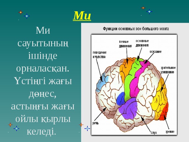 Ми Ми сауытының ішінде орналасқан. Үстіңгі жағы дөңес, астыңғы жағы ойлы қырлы келеді .