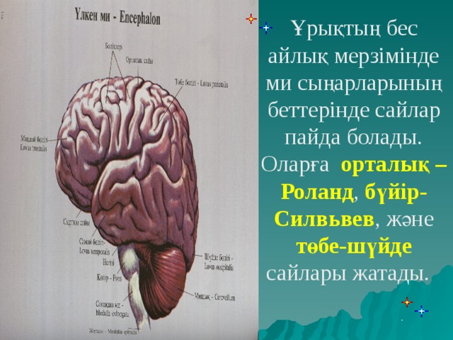 Ұрықтың бес айлық мерзімінде ми сыңарларының беттерінде сайлар пайда болады. Оларға орталық –Роланд , бүйір- Силвьвев , және төбе-шүйде сайлары жатады.